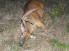 Velvet_Hunt_2012_430.JPG Image